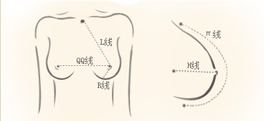 乳房五大黄金线